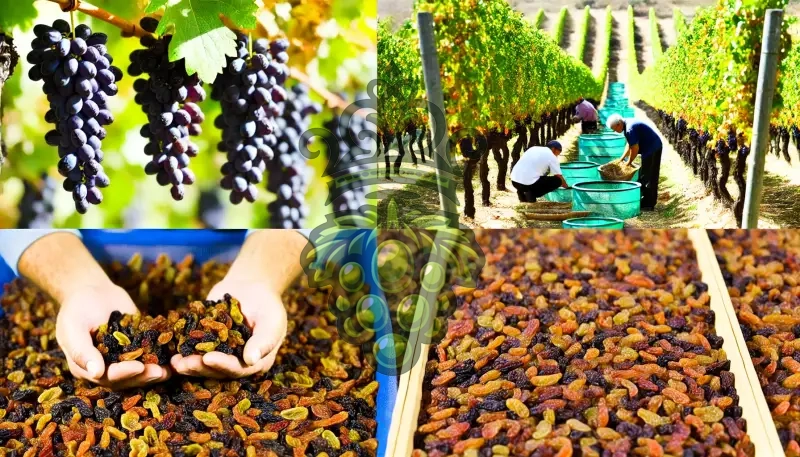 How Are Raisins Produced? - RaisinsSultana