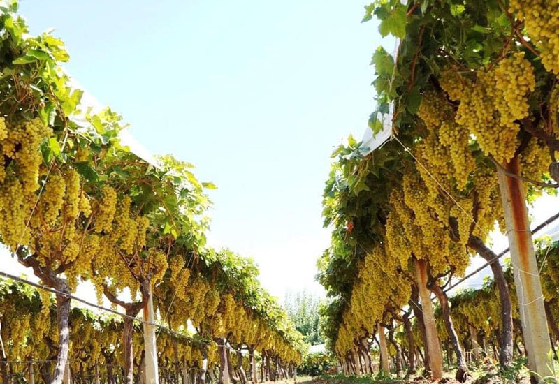 Vineyard Investment Raisins Sultana